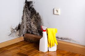 Best Emergency Mold Remediation  in Rafter J Ranch, WY